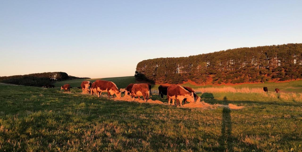 Daysy Hill Country Cottages Port Campbell Eksteriør bilde